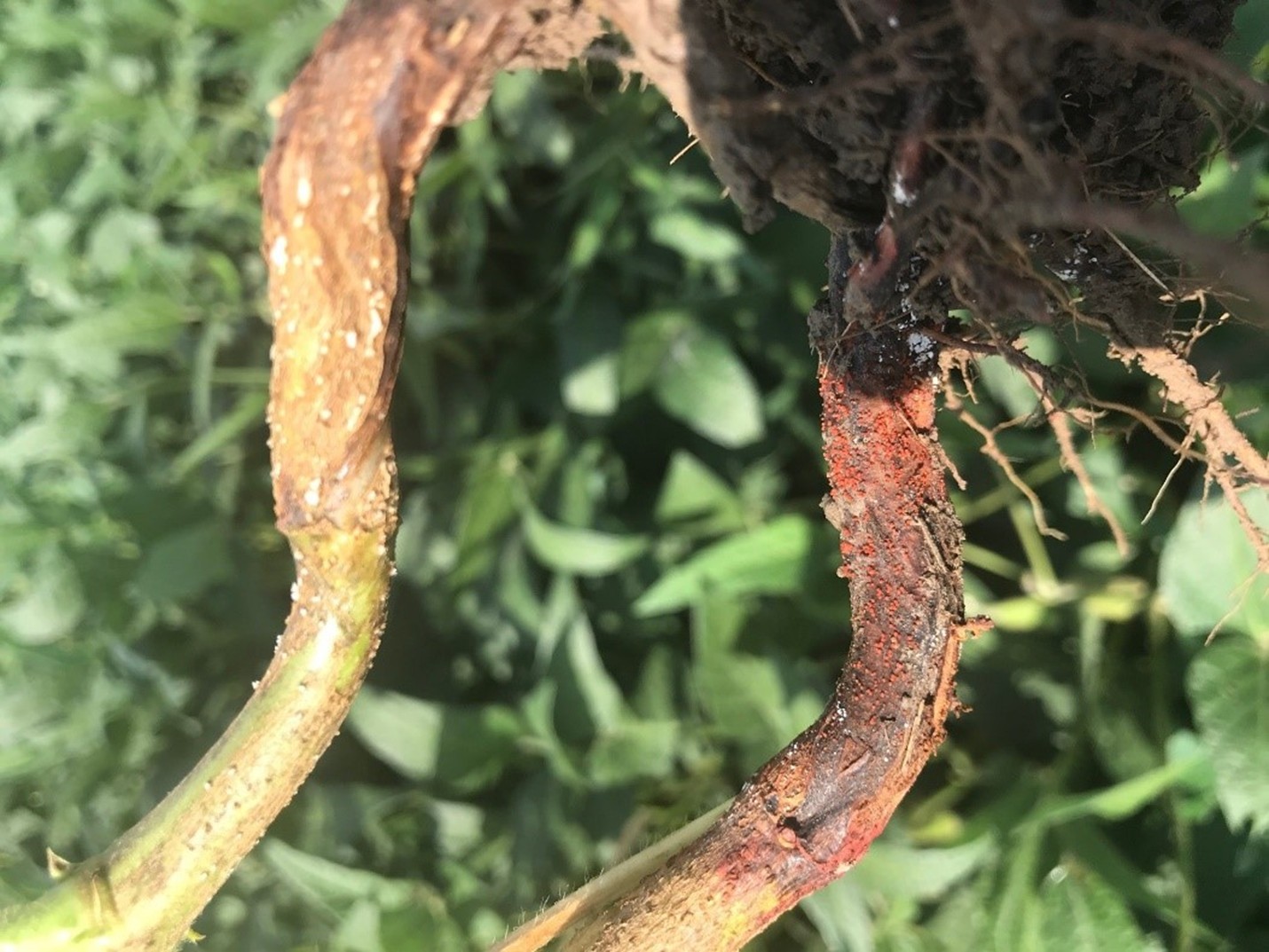 Figure 1. Red crown rot produces red pin heads (perithecia) on the lower stem. (GROWMARK, Inc.) Figure 1. Red crown rot produces red pin heads (perithecia) on the lower stem. (GROWMARK, Inc.)
